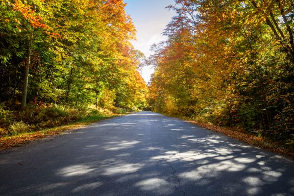 Cost of Blacktop Replacement in Magnolia